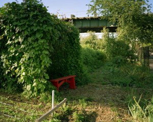 18_united-community-centers-farm-east-new-york-brooklyn4