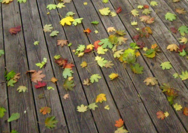 leaves on deck