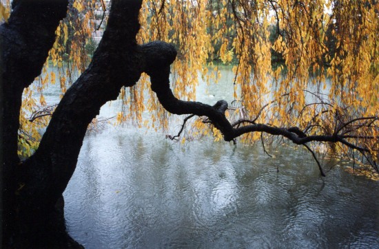 Fall becomes winter at the Brooklyn Botanic. (Photo by Jake Miller. See Who's Who)