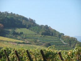 (Photograph from Jenny & François Selections.)