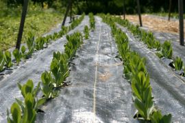 windflower farm caption